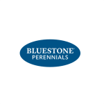 Blue Stone Perennials: Amaryllis Aphrodite Kit