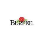 Burpee : Basil, Genovese