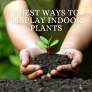 9 Best Ways To Display Indoor Plants