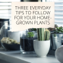 Three everyday tips to follow for your home-grown plants